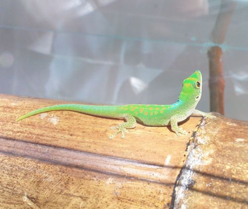 Phelsuma pasteuri